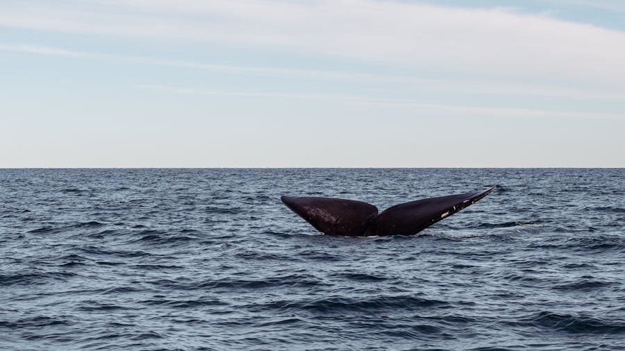 Humpback whale tail breaking the surface of the ocean.